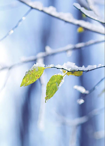 【网络中国节•小雪】今日小雪