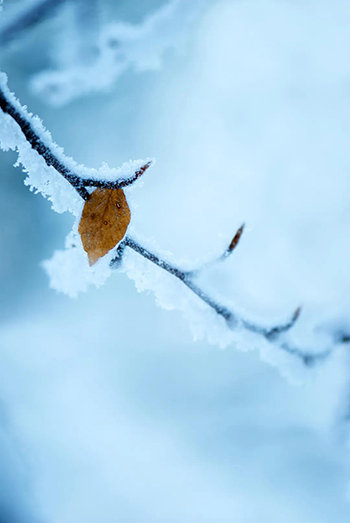 【网络中国节•小雪】今日小雪