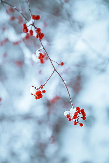 【网络中国节•小雪】今日小雪